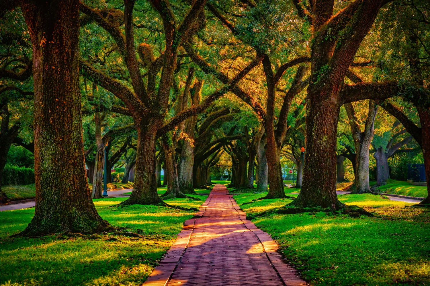 Path through trees in Woodlands, Texas
